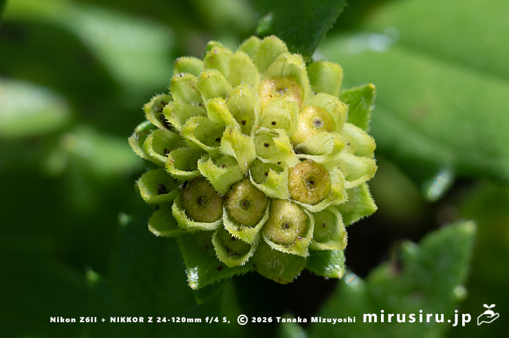 ネコノシタの未熟な実　横須賀市・天神島臨海自然教育園　2023/08/10