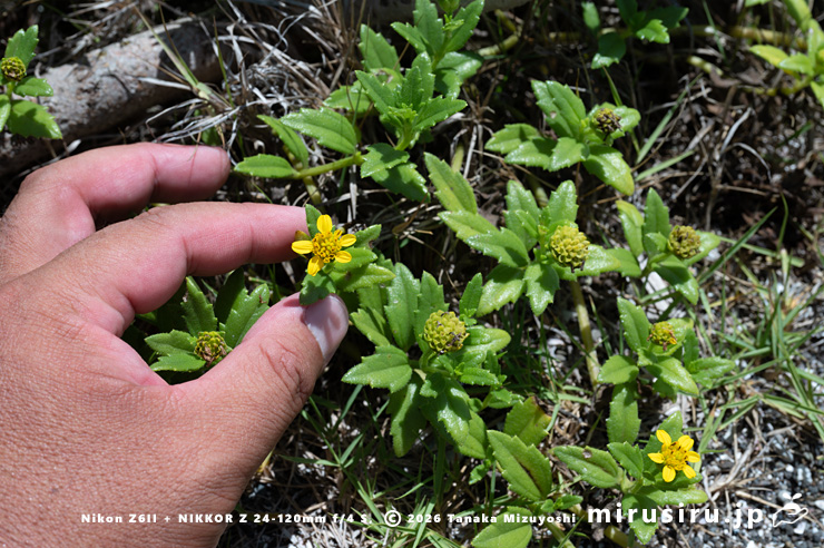 開花中のネコノシタのサイズ感　横須賀市・天神島臨海自然教育園　2023/08/10