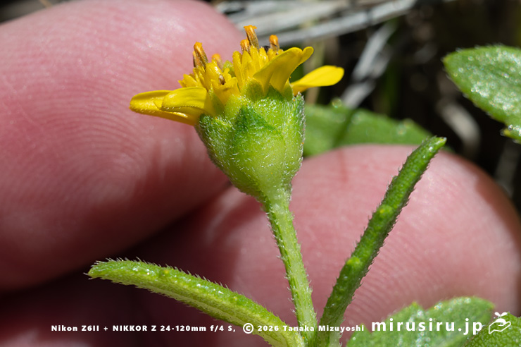 ネコノシタの総苞　横須賀市・天神島臨海自然教育園　2023/08/10