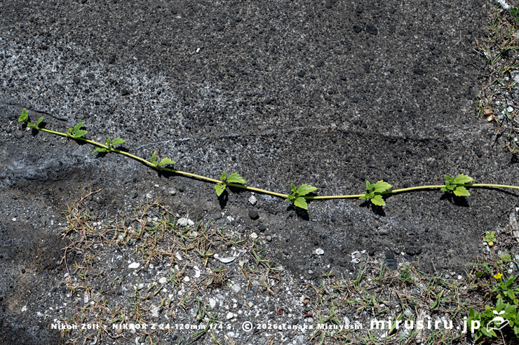 ネコノシタの匍匐する茎　横須賀市・天神島臨海自然教育園　2023/08/10