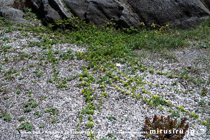 開花中のネコノシタ　横須賀市・天神島臨海自然教育園　2023/08/10