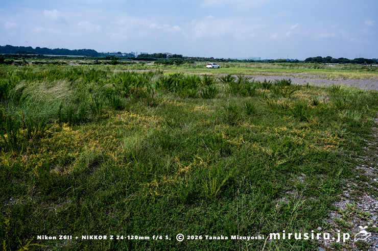 河川敷に生えたアメリカネナシカズラ 相模原市南区磯部・相模川 2023/09/16