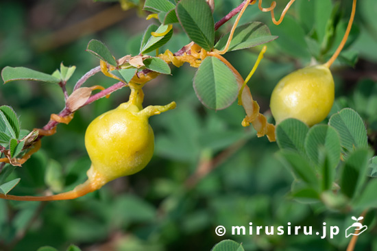 ネナシカズラツルコブフシ 相模原市南区磯部・相模川 2023/09/16
