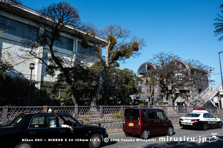鎌倉体育館前のヤドリギ　鎌倉市・若宮大路　2023/12/30