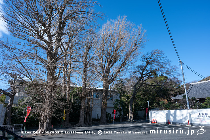 冬枯れた町指定天然記念物「玉蔵院のエノキ・イチョウ」　葉山町・玉蔵院　2024/01/06