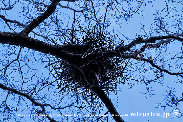 ケヤキの樹上に作られたカラスの巣　平塚市・前鳥神社　2024/01/13