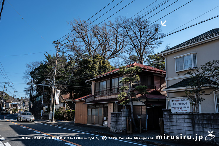 ケヤキの大木に寄生したヤドリギ（白色矢印）　逗子市沼間・五霊神社　2024/01/15