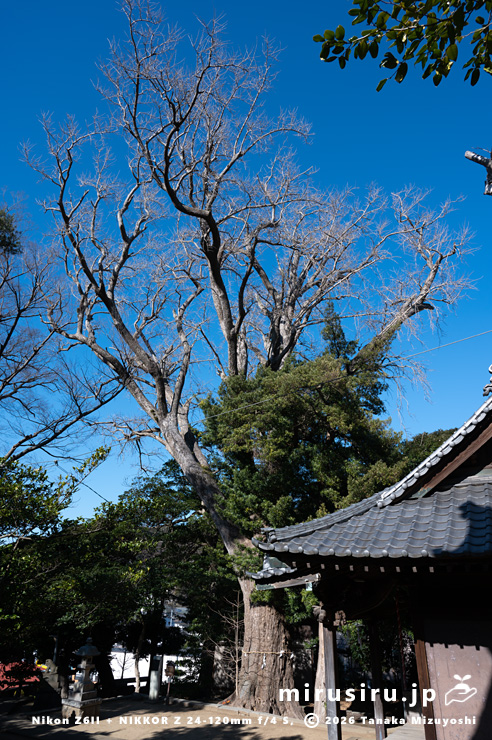 冬枯れた県指定天然記念物「五霊神社の大イチョウとその周辺の樹木」　逗子市沼間・五霊神社　2024/01/15