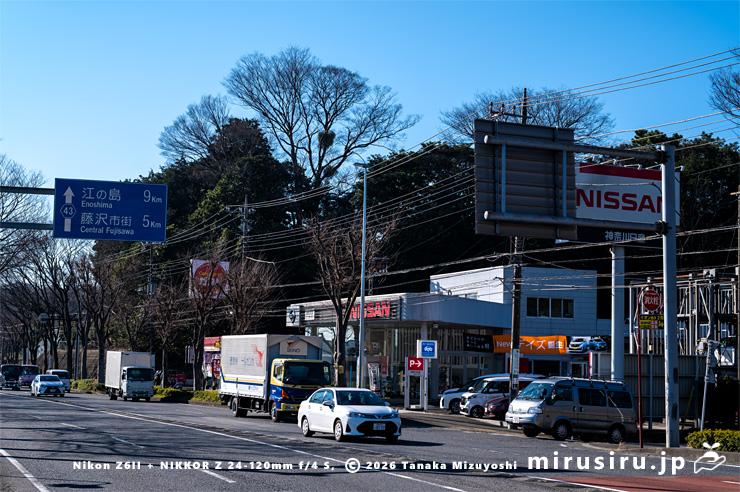 ヤドリギ　藤沢市大庭・ガスト藤沢大庭店南側　2024/02/14
