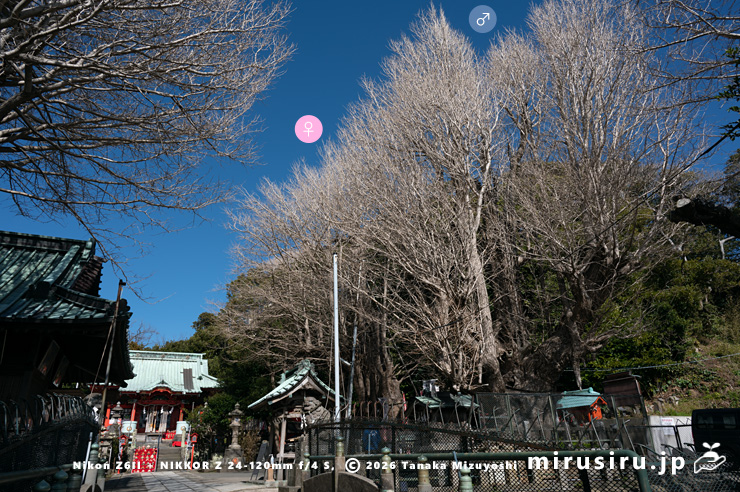 冬枯れた市指定天然記念物「海南神社の大イチョウ雌雄各1本」　三浦市・海南神社　2024/02/26