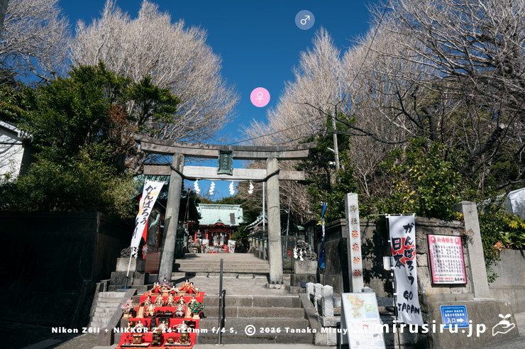 冬枯れた市指定天然記念物「海南神社の大イチョウ雌雄各1本」　三浦市・海南神社　2024/02/26