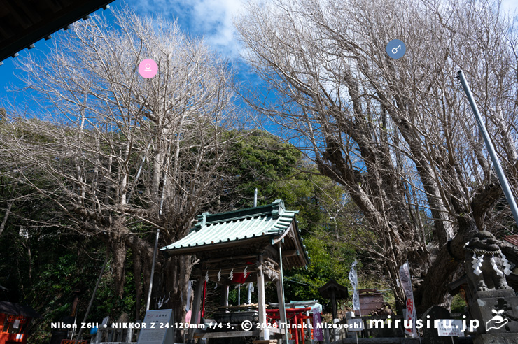 冬枯れた市指定天然記念物「海南神社の大イチョウ雌雄各1本」　三浦市・海南神社　2024/02/26