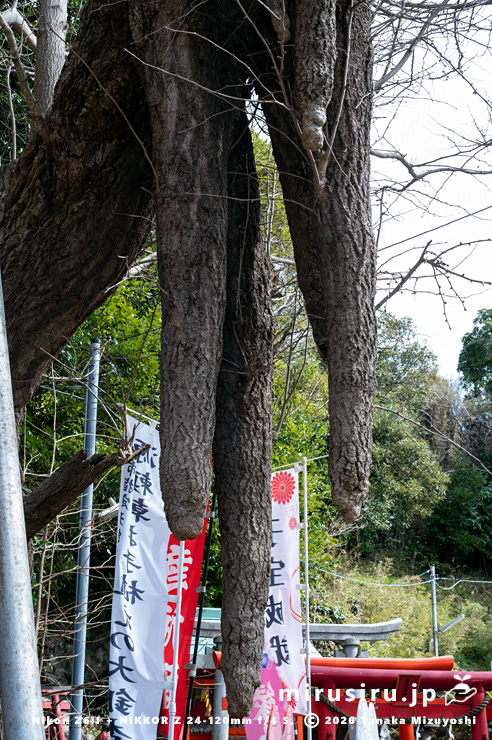 市指定天然記念物「海南神社の大イチョウ雌雄各1本」の乳　三浦市・海南神社　2024/02/26