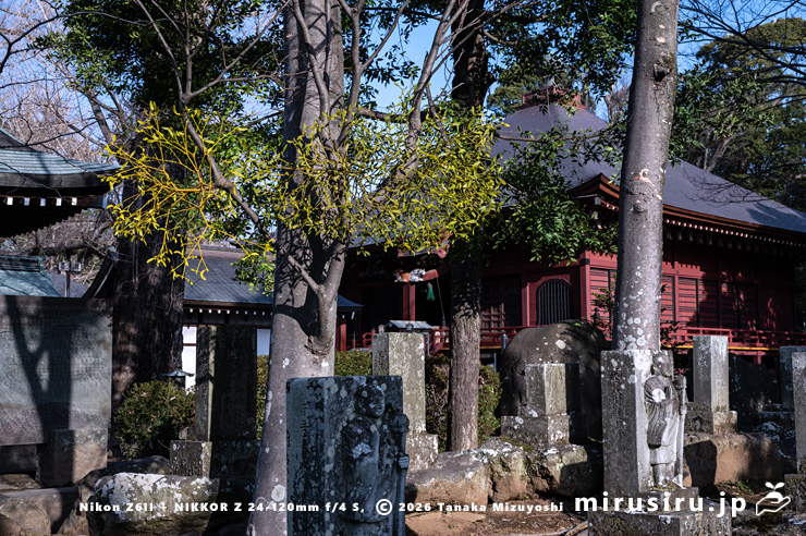 ケヤキに寄生したヤドリギ　小田原市・飯泉観音　2024/03/16