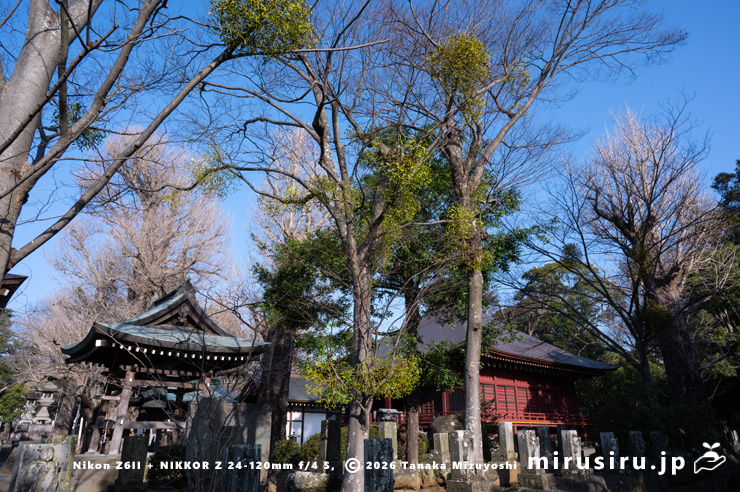 ケヤキに寄生したヤドリギ　小田原市・飯泉観音　2024/03/16