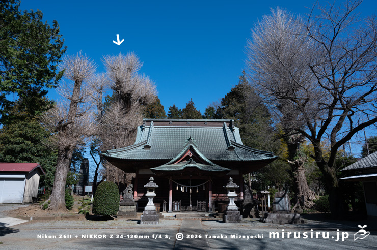冬枯れた市指定天然記念物「荻野神社のイチョウ」（白色矢印）　厚木市上荻野・荻野神社　2024/03/22