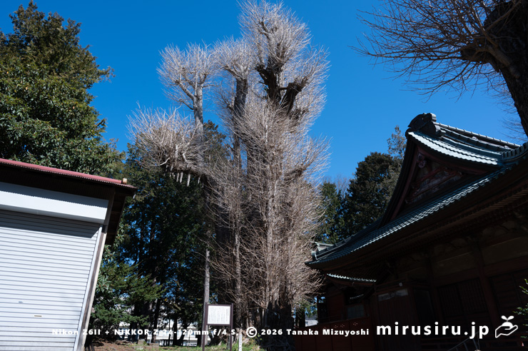 冬枯れた市指定天然記念物「荻野神社のイチョウ」　厚木市上荻野・荻野神社　2024/03/22