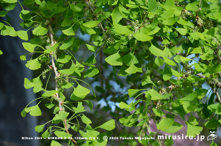 雄花が開花中の市指定天然記念物「大イチョウ」　藤沢市・清浄光寺（遊行寺）　2024/04/20