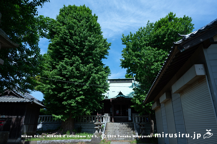 かまくらと三浦半島の古木・名木50選「走湯神社のイチョウ」（石段左側）　三浦市・走湯神社　2024/05/15