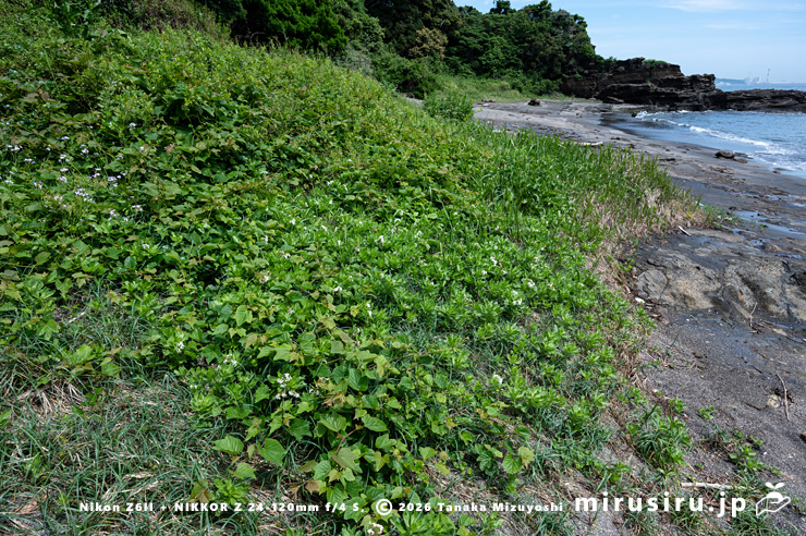 開花中のスナビキソウ　三浦市　2024/05/15