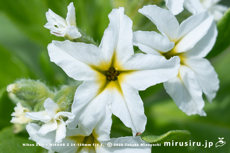 スナビキソウの花　三浦市　2024/05/15