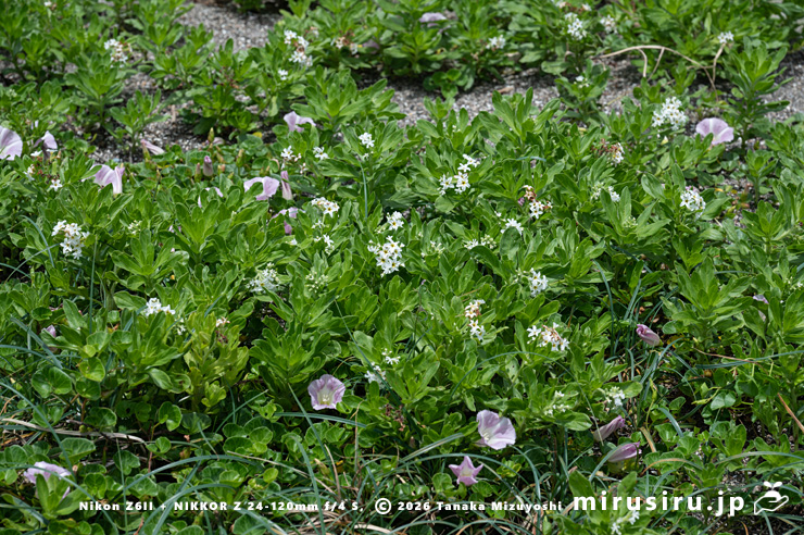開花中のスナビキソウ（ピンク花はハマヒルガオ）　三浦市　2024/05/15