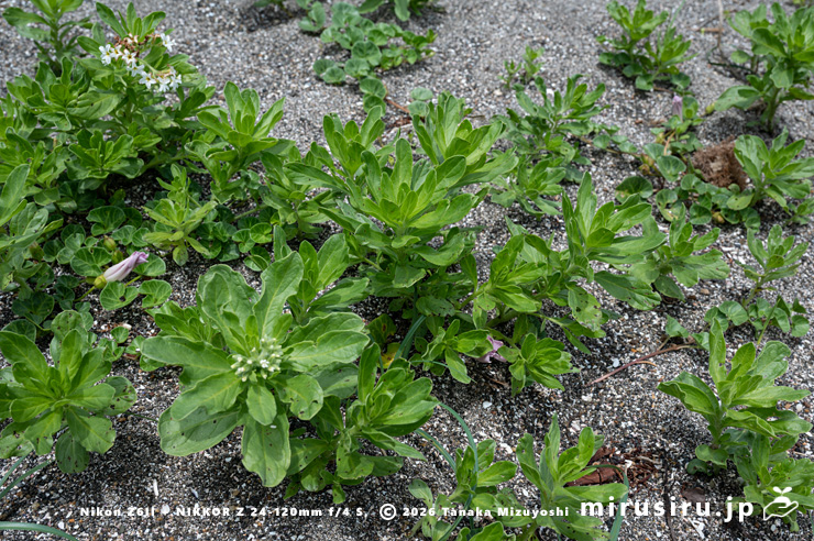 砂浜に生えたスナビキソウ　三浦市　2024/05/15