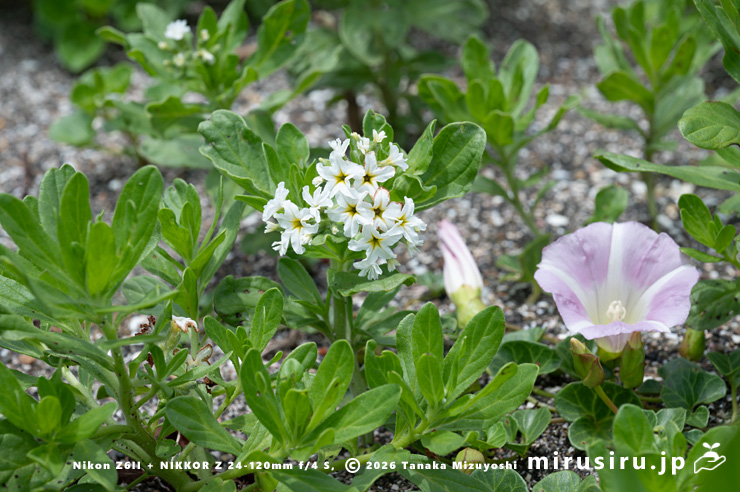 開花中のスナビキソウ（ピンク花はハマヒルガオ）　三浦市　2024/05/15