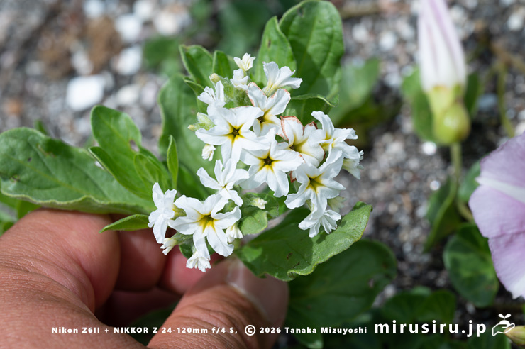 スナビキソウの花のサイズ感　三浦市　2024/05/15