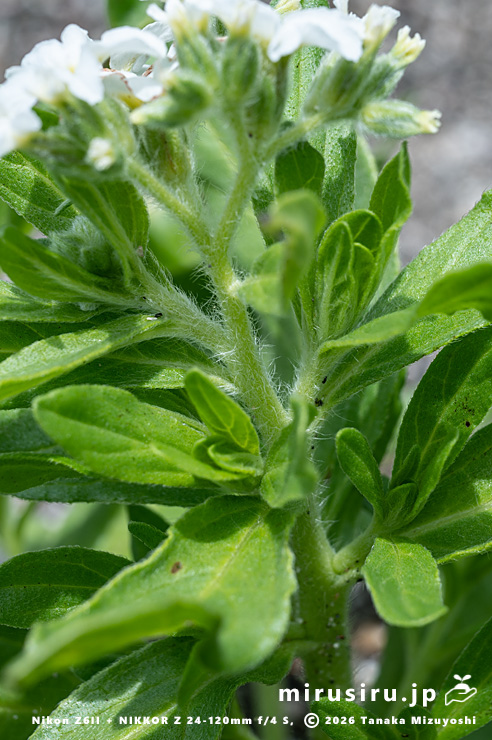スナビキソウの毛が多い茎　三浦市　2024/05/15