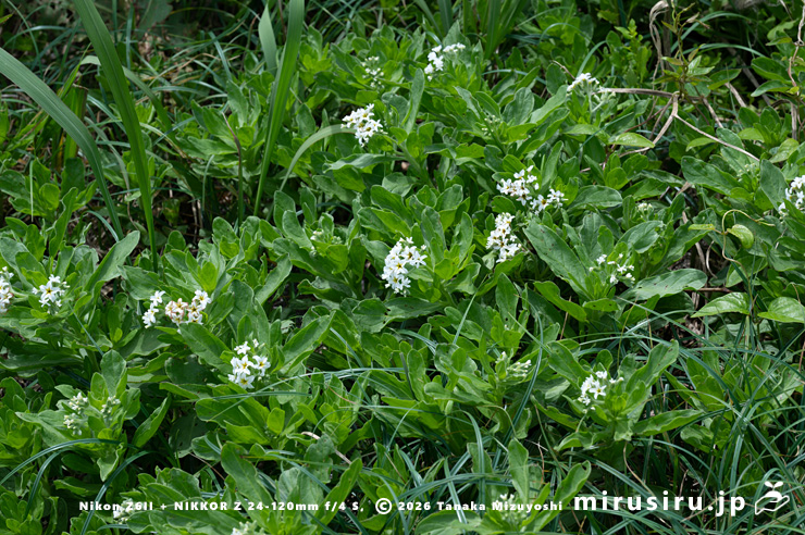 開花中のスナビキソウ　三浦市　2024/05/15