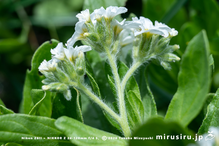 スナビキソウの毛が多い茎や萼　三浦市　2024/05/15