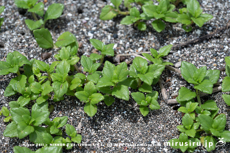 初夏のネコノシタ　三浦市南下浦町金田　2024/05/15