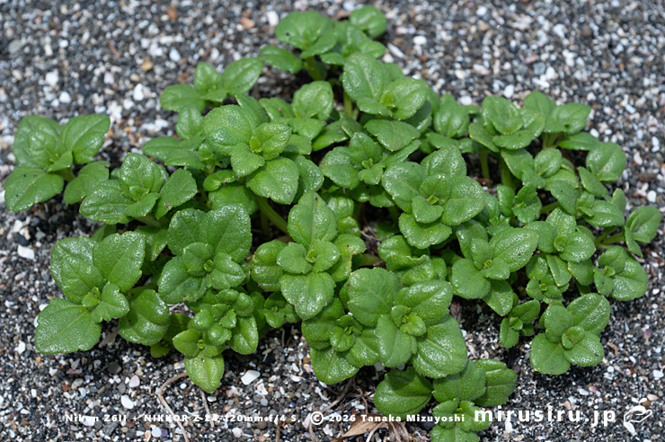 初夏のネコノシタ　三浦市南下浦町金田　2024/05/15