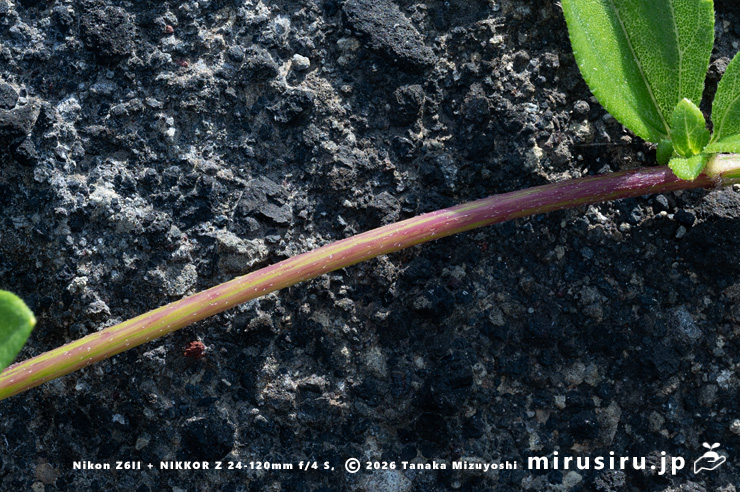 ネコノシタの匍匐する茎　三浦市・浜諸磯　2024/06/07