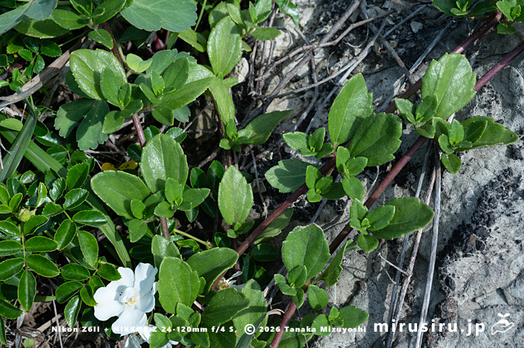 ネコノシタの匍匐する茎（白花はテリハノイバラ）　三浦市・浜諸磯　2024/06/07