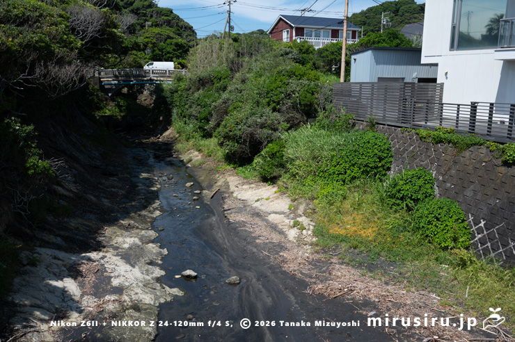 アメリカネナシカズラ 鎌倉市稲村ガ崎・音無川 2024/06/11