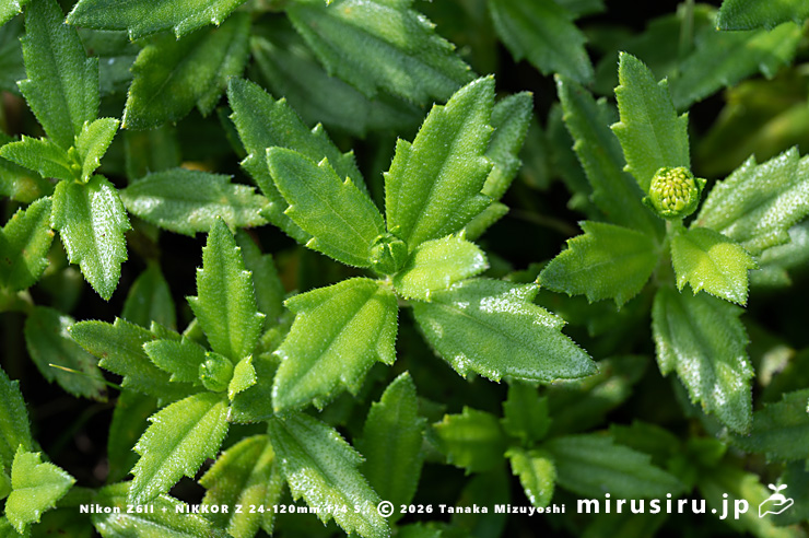 ネコノシタの葉　横須賀市・天神島臨海自然教育園　2024/07/03