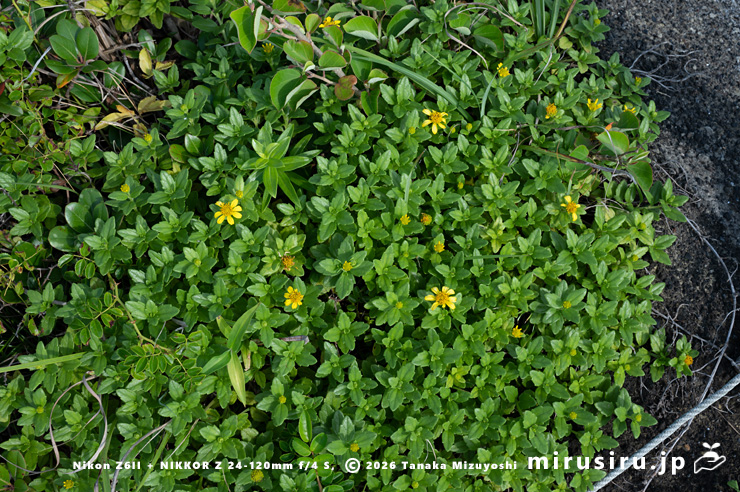 開花し始めたネコノシタ　横須賀市・天神島臨海自然教育園　2024/07/03