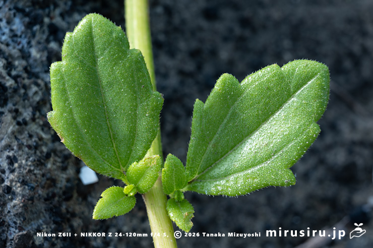ネコノシタの葉　横須賀市・天神島臨海自然教育園　2024/07/03