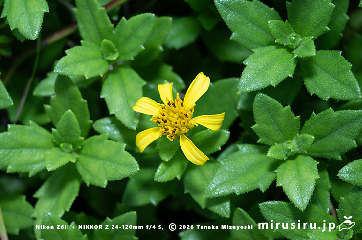 ネコノシタの花　横須賀市・天神島臨海自然教育園　2024/07/03