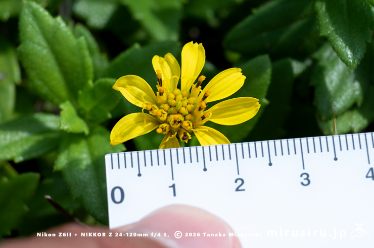 ネコノシタの花（頭花径2.5cm）　横須賀市・天神島臨海自然教育園　2024/07/03