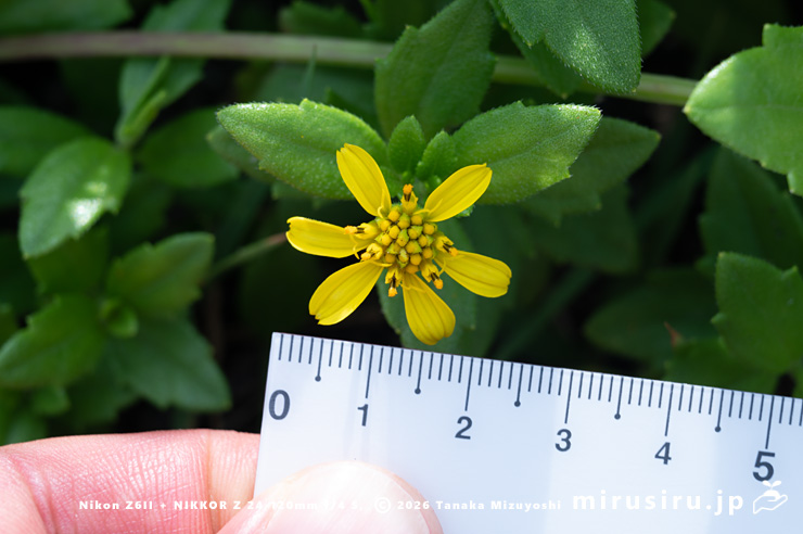 ネコノシタの花（頭花径2.3cm）　横須賀市・天神島臨海自然教育園　2024/07/03
