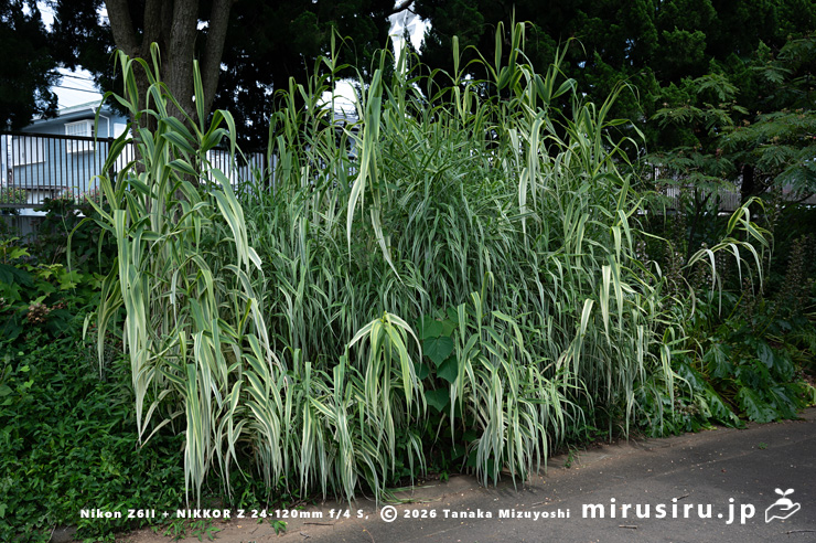 ダンチク（セイヨウダンチク）　鎌倉市・大船フラワーセンター　2024/07/04