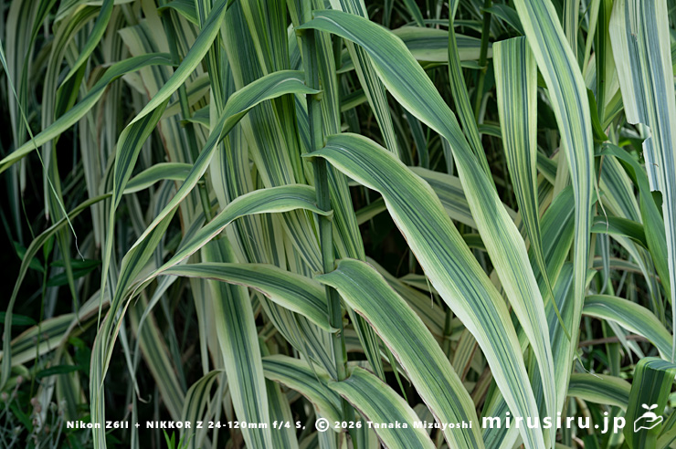 ダンチク（セイヨウダンチク）の葉　鎌倉市・大船フラワーセンター　2024/07/04