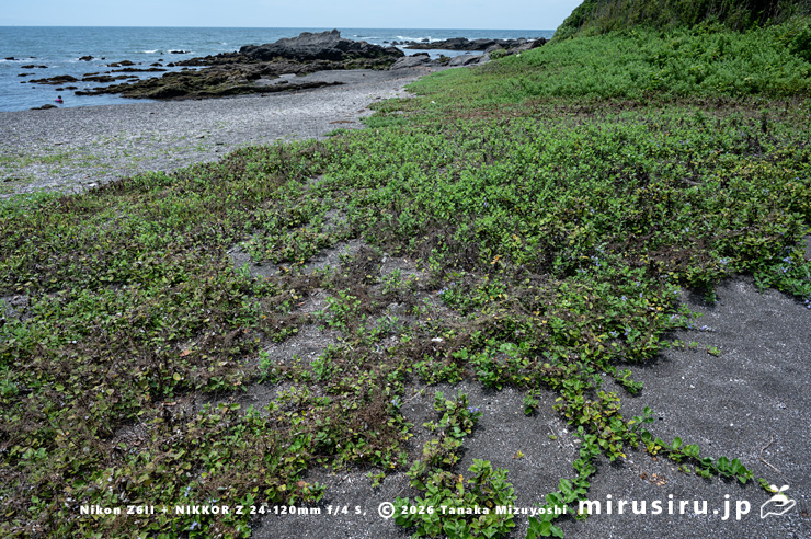 去年ハマゴウに寄生していたアメリカネナシカズラの残骸 横須賀市・和田長浜海岸 2024/07/08