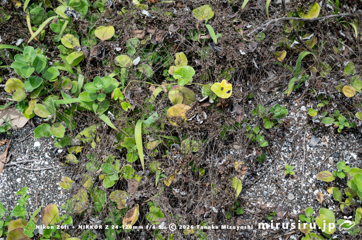 去年ハマゴウやハマヒルガオに寄生していたアメリカネナシカズラの残骸 横須賀市・和田長浜海岸 2024/07/08
