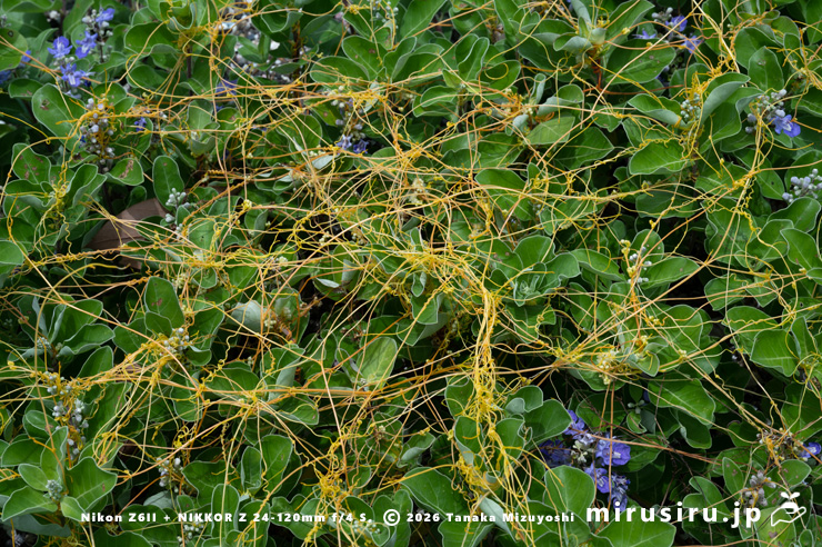 ハマゴウに寄生したアメリカネナシカズラ 横須賀市・和田長浜海岸 2024/07/08