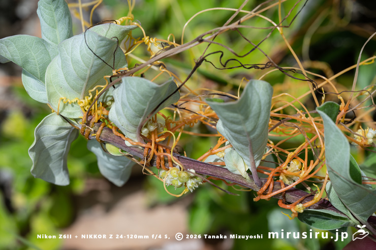 ハマゴウに寄生したアメリカネナシカズラ 横須賀市・和田長浜海岸 2024/07/08