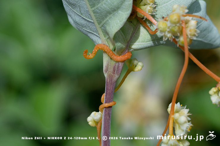 ハマゴウに寄生したアメリカネナシカズラ 横須賀市・和田長浜海岸 2024/07/08